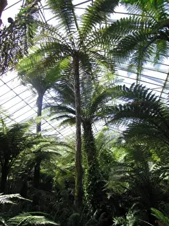 Greenhouse Prints: Edinburgh Botanic Garden Palm House - Tropical and temperate. Tallest in Britain UK