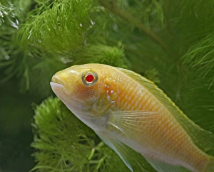 Images Dated 11th May 2006: Eduards Mbunda Cichlid – side view, orange morph, tropical freshwater Lake Malawi 002910