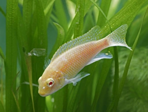Images Dated 11th May 2006: Eduards Mbunda Cichlid – side view, orange morph, tropical freshwater Lake Malawi 002911