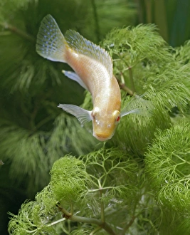 Images Dated 11th May 2006: Eduards Mbunda Cichlid – front view, orange morph, tropical freshwater Lake Malawi 002913