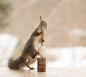 Eekhoorn, Red Squirrel. Date: 20-03-2021