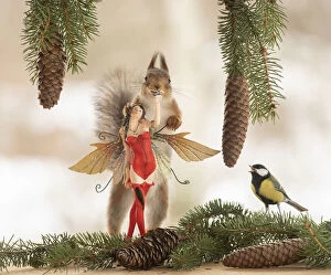 Images Dated 28th February 2021: Eekhoorn, Red Squirrel is holding on to a fairy a great tit is watching Date: 27-02-2021