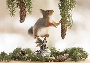 Eekhoorn, Red Squirrel is holding on to a pinecone standing on a fairy Date: 27-02-2021