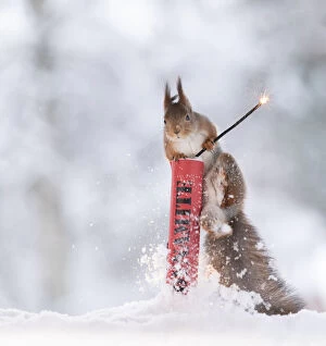 Images Dated 28th February 2021: Eekhoorn, Red Squirrel is standing in snow climbing in dynamite Date: 02-01-2021
