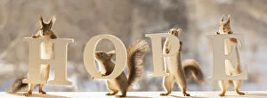 Images Dated 1st April 2021: Eekhoorn; Sciurus vulgaris, Red Squirrel