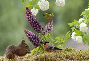Images Dated 4th March 2021: Eekhoorn; Sciurus vulgaris, Red Squirrel with an bullfinch standing with lupines and Roseum
