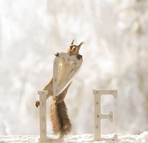 Images Dated 4th March 2021: eekhoorn; Sciurus vulgaris, Red Squirrel hold a heart in the air with capitals