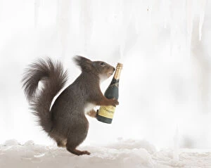 Images Dated 4th March 2021: Eekhoorn; Sciurus vulgaris, Red Squirrel hold a champagne bottle on ice