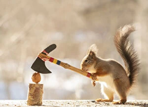 Images Dated 1st April 2021: Eekhoorn; Sciurus vulgaris, Red Squirrel holding an axe with a walnut
