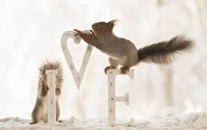 Images Dated 4th March 2021: Eekhoorn; Sciurus vulgaris, Red Squirrel holding a heart with capitals
