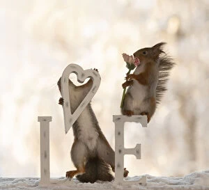 Images Dated 4th March 2021: Eekhoorn; Sciurus vulgaris, Red Squirrel holding an heart with capitals and daisy