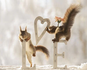 Images Dated 4th March 2021: eekhoorn; Sciurus vulgaris, Red Squirrel holding an heart with capitals and daisy