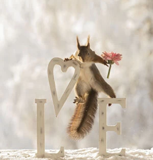 Images Dated 4th March 2021: eekhoorn; Sciurus vulgaris, Red Squirrel holding an heart with capitals and daisy
