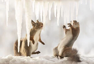 Images Dated 4th March 2021: Eekhoorn; Sciurus vulgaris, Red Squirrel holding an icicle with tongue out