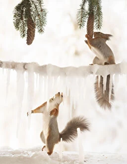 Images Dated 4th March 2021: Eekhoorn; Sciurus vulgaris, Red Squirrel holding a pinecone another hold icicles looking up