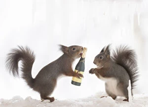 Images Dated 4th March 2021: Eekhoorn; Sciurus vulgaris, Red Squirrel holding champagne bottle another is watching