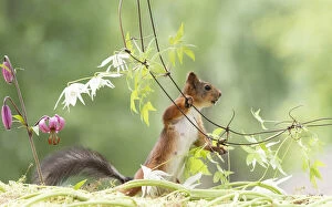 Images Dated 4th March 2021: Eekhoorn; Sciurus vulgaris, Red Squirrel holding a clematis branch looking away