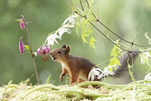 Images Dated 4th March 2021: Eekhoorn; Sciurus vulgaris, Red Squirrel looking at a Lilium martagon flower
