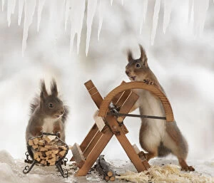 Images Dated 4th March 2021: Eekhoorn; Sciurus vulgaris, Red Squirrel are standing with an saw and a saw block on ice