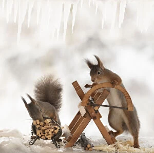 Images Dated 4th March 2021: Eekhoorn; Sciurus vulgaris, Red Squirrel are standing with an saw and a saw block on ice
