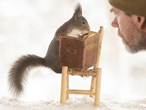 Images Dated 4th March 2021: Eekhoorn; Sciurus vulgaris, Red Squirrel standing on an chair with an book with man watching