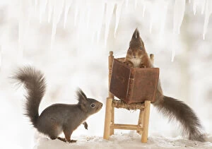 Images Dated 4th March 2021: Eekhoorn; Sciurus vulgaris, Red Squirrel standing on ice with a book on chair