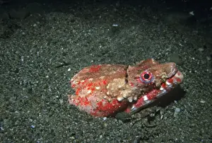 Eel - rare, sand dwelling eel, nocturnal hunter. Notice the crab hiding inder the eels chin. Ambon, Indonesia