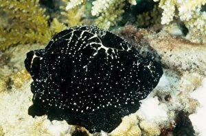 Egg cowrie, named for its round white shell, here covered by its black mantle