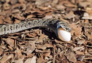 Sequence Gallery: Egg-eating Snake - eating egg - sequence 2 of 7