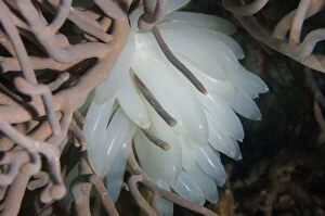 Bangka Gallery: Egg mass of Bigfin Reef Squid - Kahuku dive site