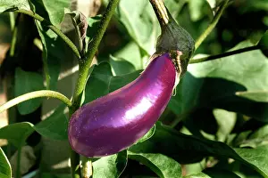 Edible Prints: Egg plant / Aubergine Aubignan, Provence, France