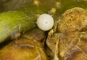 Hairstreak Prints: Egg of Purple Hairstreak (Quercusia quercus) on oak bud. Dorset