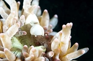 Egg Shell Shrimp camouflaged on coral