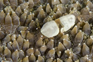 Egg Shell Shrimp - on coral - Tasi Tolu dive