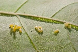 Images Dated 19th June 2009: Eggs of 2 Spot Ladybird on rose leaf