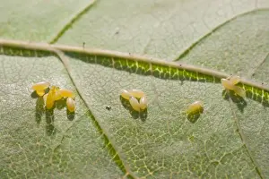 Eggs of 2 Spot Ladybird on rose leaf. UK