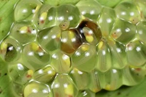 Images Dated 26th September 2007: Eggs - fully developed tadpoles of Fleischmann's Glass Frog