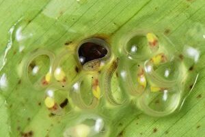 Eggs - fully developed tadpoles of Fleischmanns Glass Frog