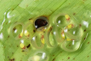 Images Dated 27th September 2007: Eggs with fully developed tadpoles of Fleischmann's Glass Frog - San Cipriano Reserve - Cauca