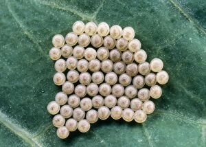 Images Dated 13th May 2005: Eggs of Hebrew Character Moth UK