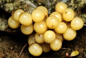 eggs of Midwife Toad (Alytes obstetricans)