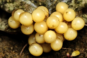 Images Dated 14th July 2007: eggs of Midwife Toad - Switzerland