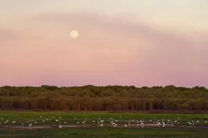 Images Dated 16th August 2008: Egrets and full moon - evening scene at the wetlands at Fogg Dam
