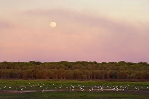 Images Dated 16th August 2008: Egrets and full moon - evening scene at the wetlands at Fogg Dam