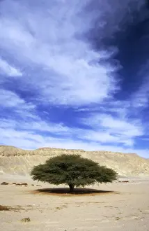 Egypt Prints: Egypt - Acacia tree in Arabian desert approx