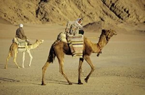 Bedouins Gallery: Egypt - Bedouin men return home on camels' back