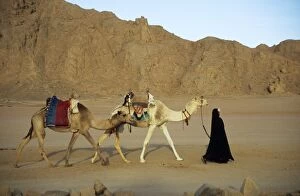 Egypt - Bedouin woman returns home with camels
