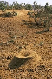 Egypt - Crater-shaped entrance of a termite's termitarium, typical in an uninhabited oasis on a salt water spring in Arabian desert approx. 50 km from Hurghada town (Red Sea shore); January Eg39. 0098