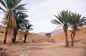 Images Dated 24th May 2007: Egypt - Palm trees near ancient water-well. Mountains in Arabian desert approx
