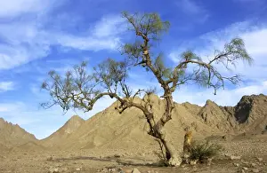 Egypt Prints: Egypt - a Tamarix tree in a small valley in Arabian desert approx